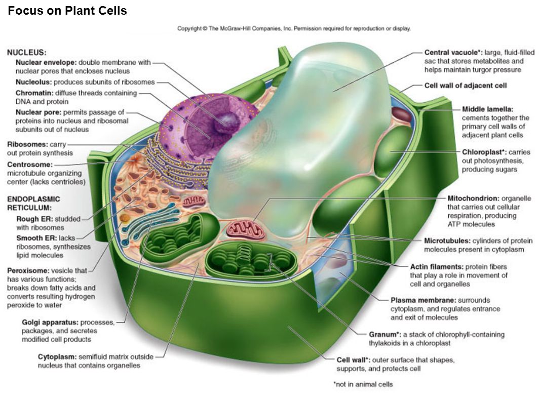 Chapter 4 Cell Structure And Function Ppt Download