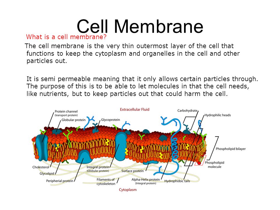 Plant cell and Animal cell – Cell membrane and Mitochondria - ppt download