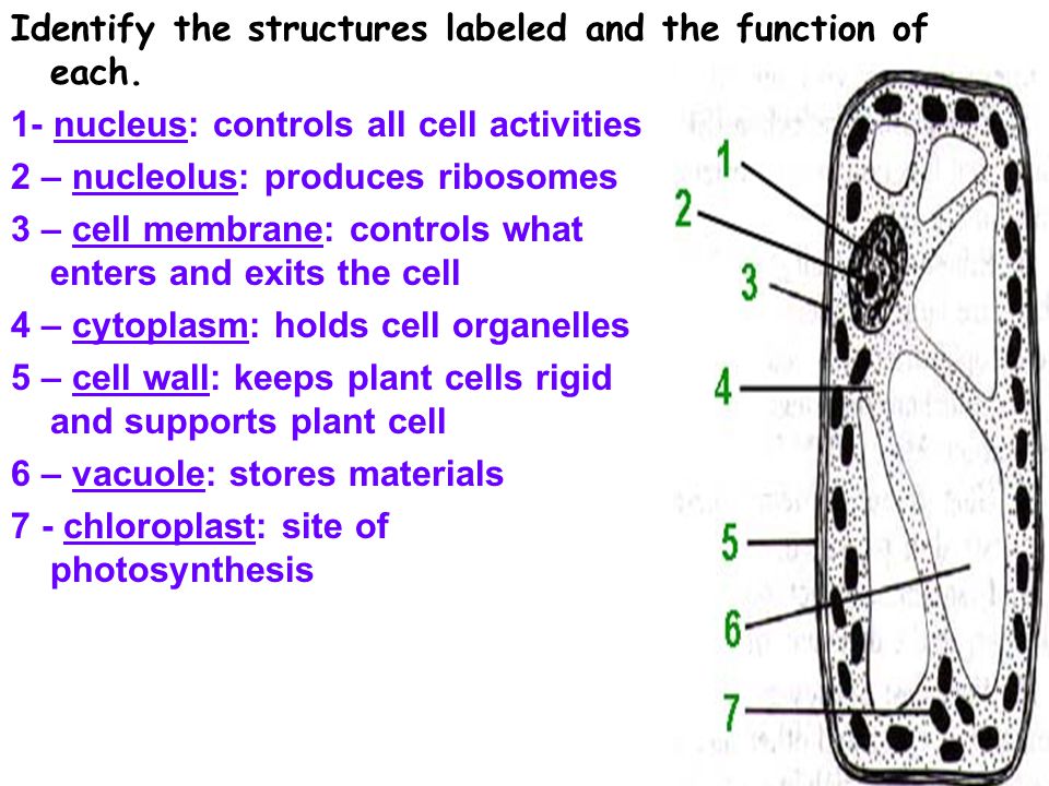 function c entry Cells  Grade Review. download  ppt 7th