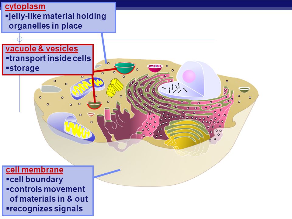 Движение внутри клетки. Cell membrane organelles. Cell organelles ppt. Vacuole. Границы клетки.