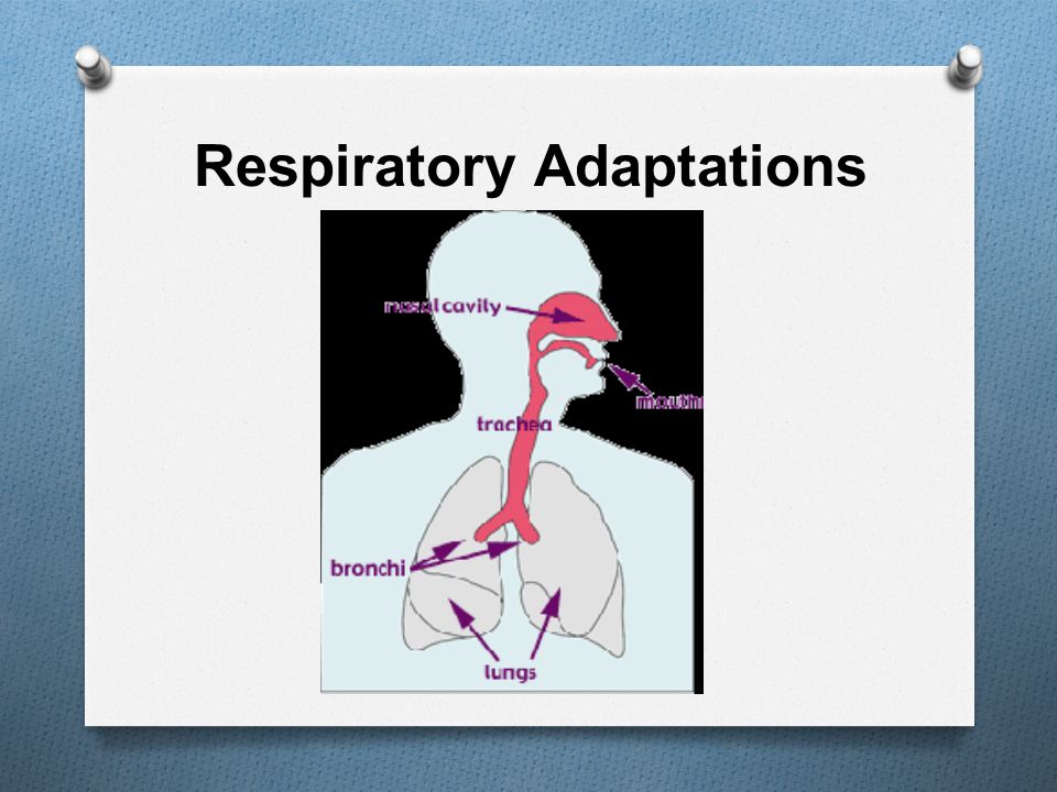 Respiratory Adaptations