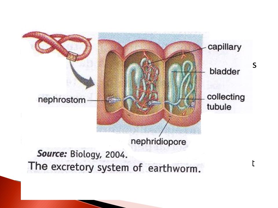 Earthworms body has segments and each segment has its own excretory structure nephridia. nephridium has an ciliated opening and excretory pore.