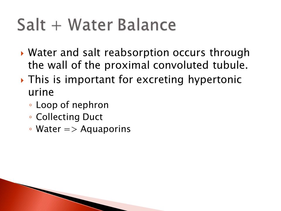 Salt + Water Balance Water and salt reabsorption occurs through the wall of the proximal convoluted tubule.