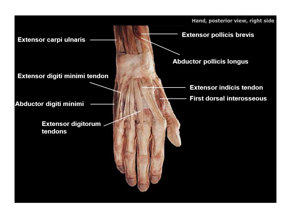 Deltoid Pectoralis Major Biceps Brachii Brachialis Latissimus Dorsi Ppt Video Online Download