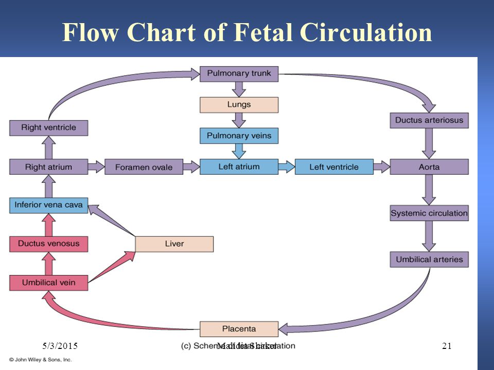 Placental Circulation Flow Chart