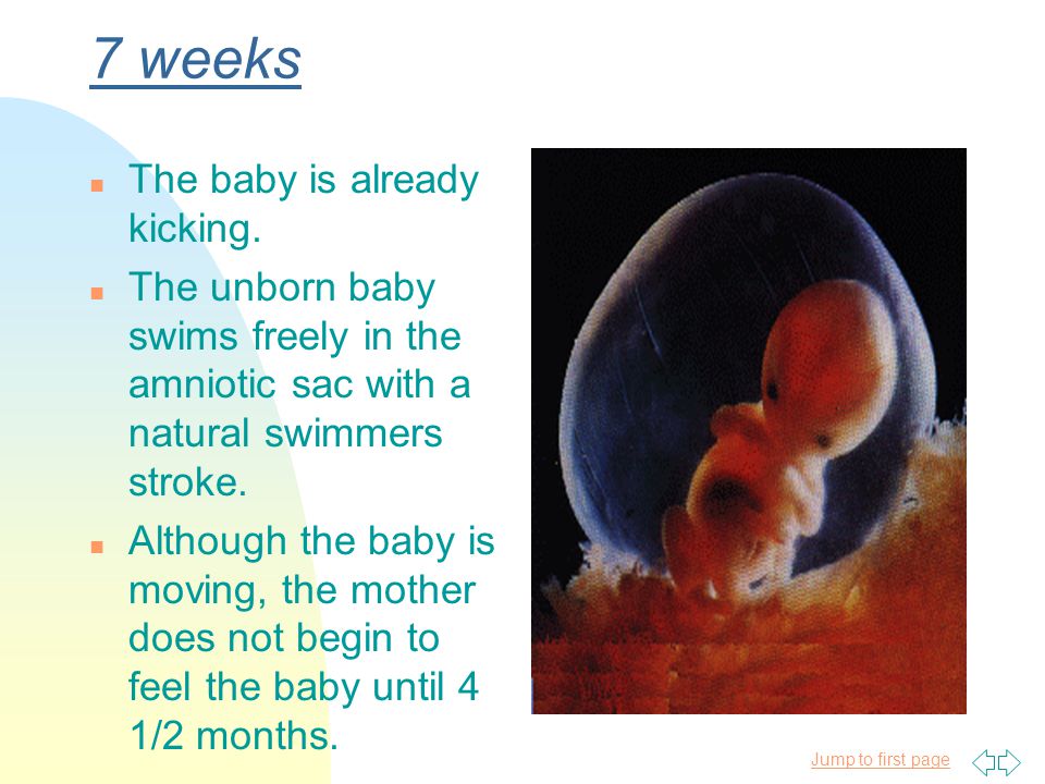 Fetal Development In The First Trimester Chrystal Decoste Ppt Download