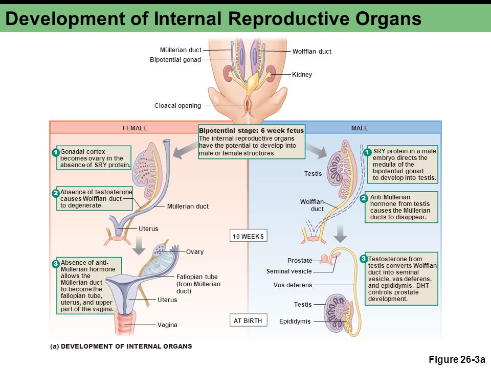 Development of Internal Reproductive Organs.
