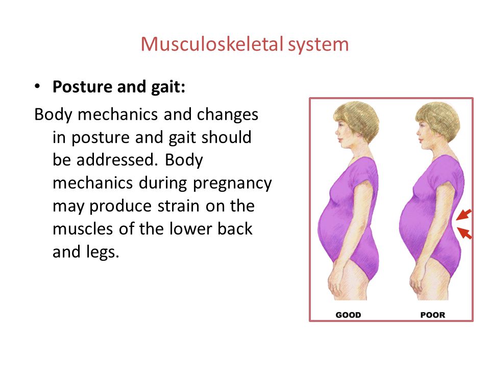 Musculoskeletal system