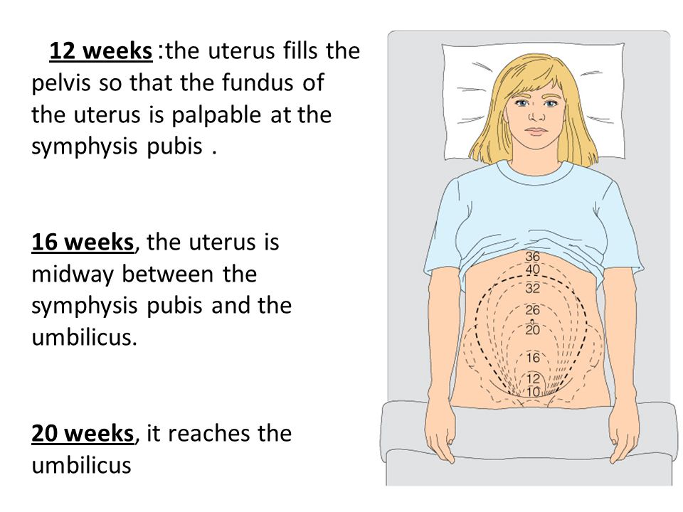 12 weeks :the uterus fills the pelvis so that the fundus of the uterus is palpable at the symphysis pubis .
