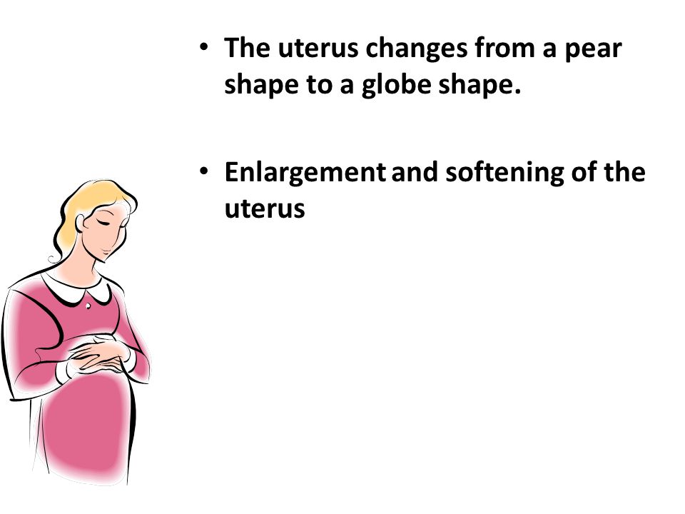 The uterus changes from a pear shape to a globe shape.