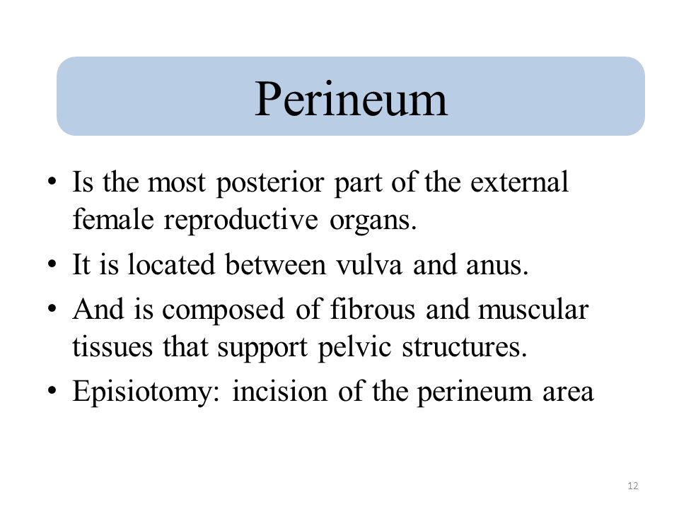 Perineum Is the most posterior part of the external female reproductive organs. It is located between vulva and anus.