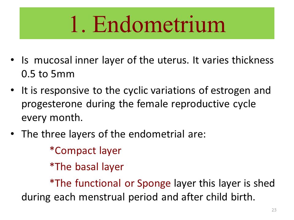 1. Endometrium Is mucosal inner layer of the uterus. It varies thickness 0.5 to 5mm.