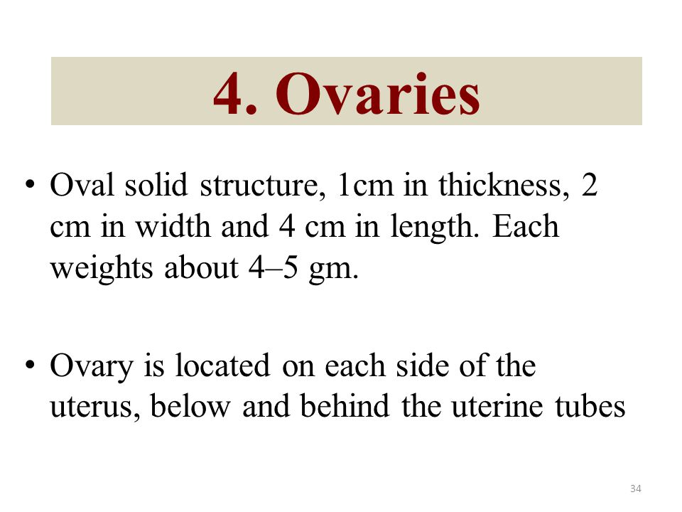4. Ovaries Oval solid structure, 1cm in thickness, 2 cm in width and 4 cm in length. Each weights about 4–5 gm.