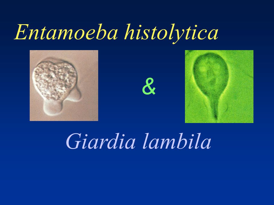 References in entamoeba histolytica infection in men who have sex with men