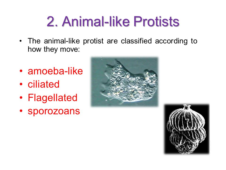 Protists Protist are single cell eukaryotes. - ppt video online download