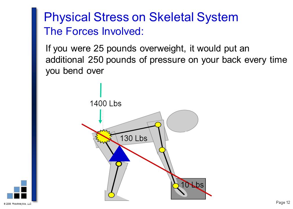 Physical Stress on Skeletal System The Forces Involved:
