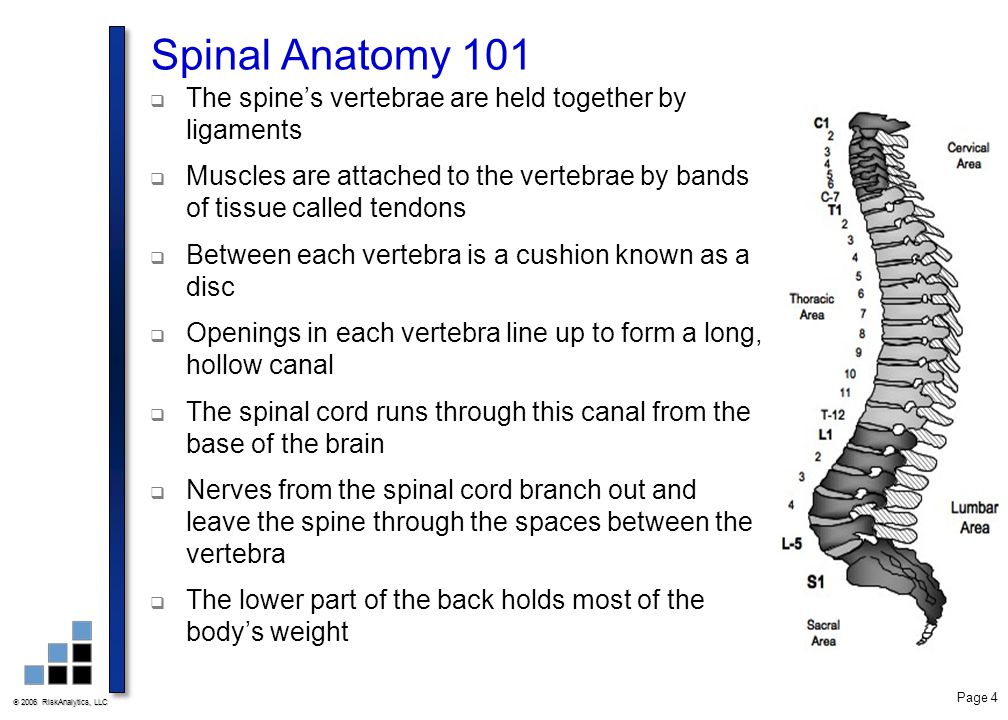 Spinal Anatomy 101 The spine’s vertebrae are held together by ligaments. Muscles are attached to the vertebrae by bands of tissue called tendons.