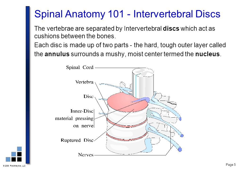 Spinal Anatomy Intervertebral Discs