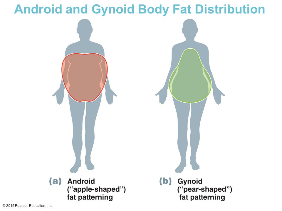 Understanding Body Composition Ppt Video Online Download