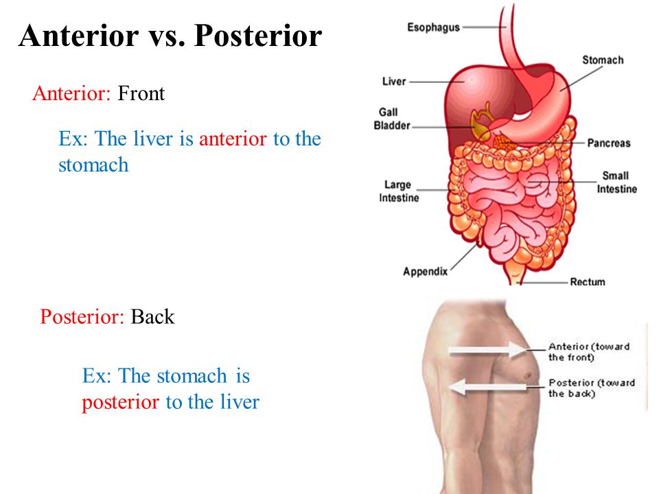 posterior vs anterior