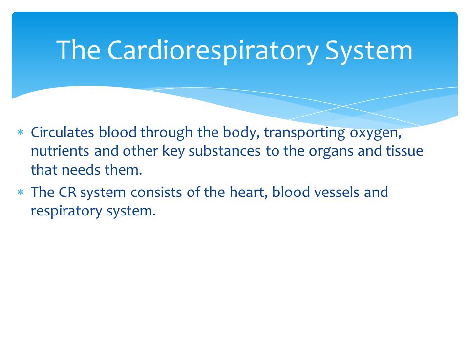 The Cardiorespiratory System