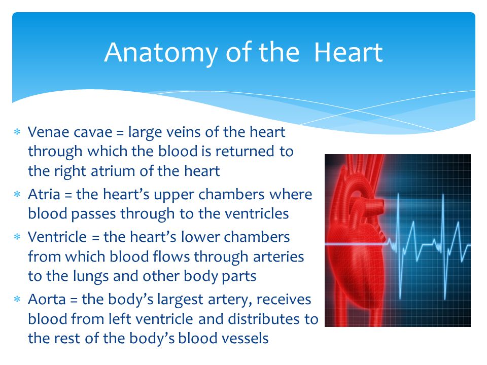 Anatomy of the Heart Venae cavae = large veins of the heart through which the blood is returned to the right atrium of the heart.