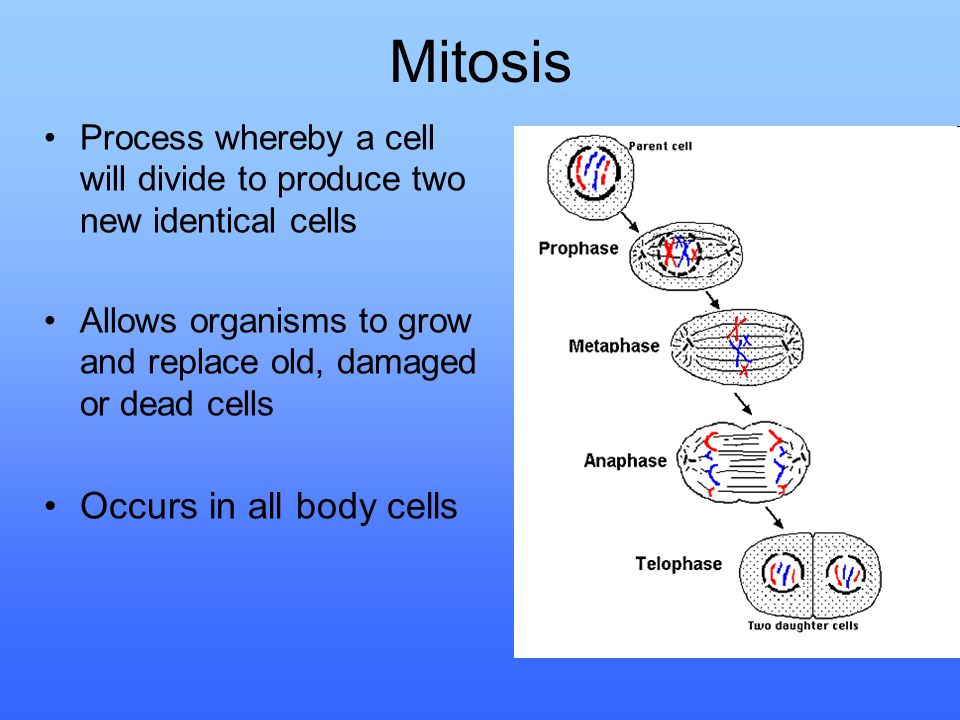 Mitosis Occurs in all body cells.