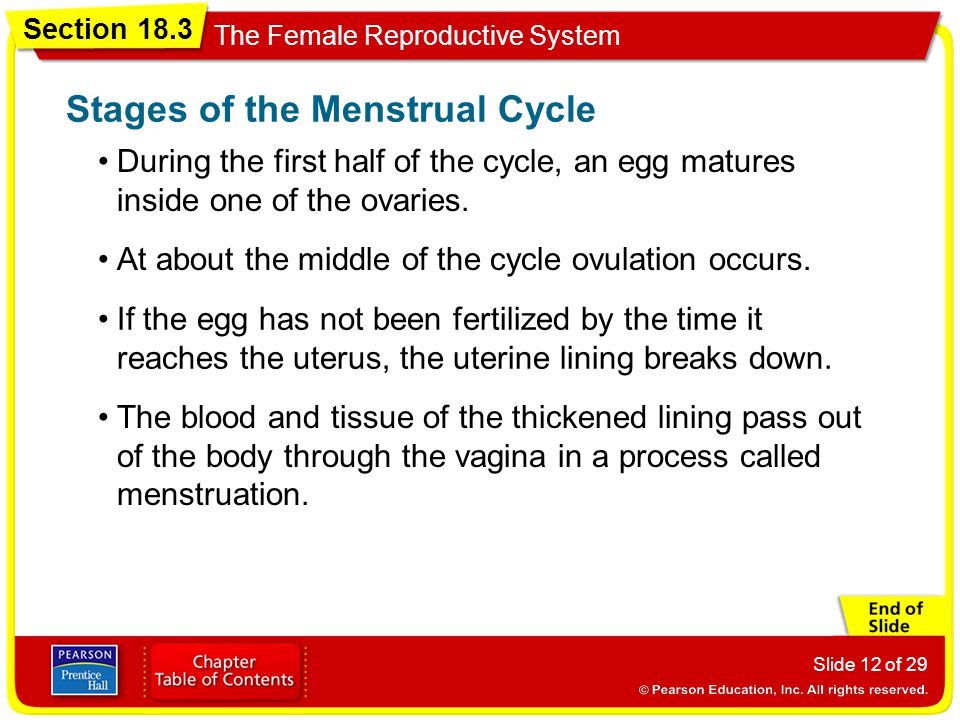 Stages of the Menstrual Cycle