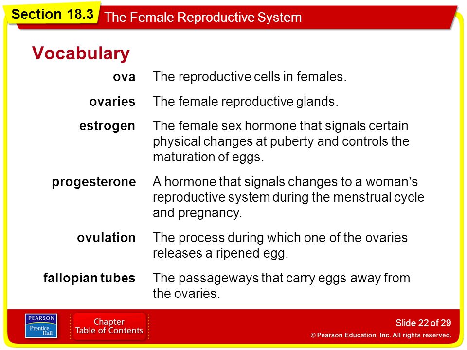 Vocabulary ova The reproductive cells in females. ovaries