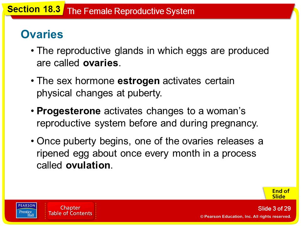 Ovaries The reproductive glands in which eggs are produced are called ovaries.