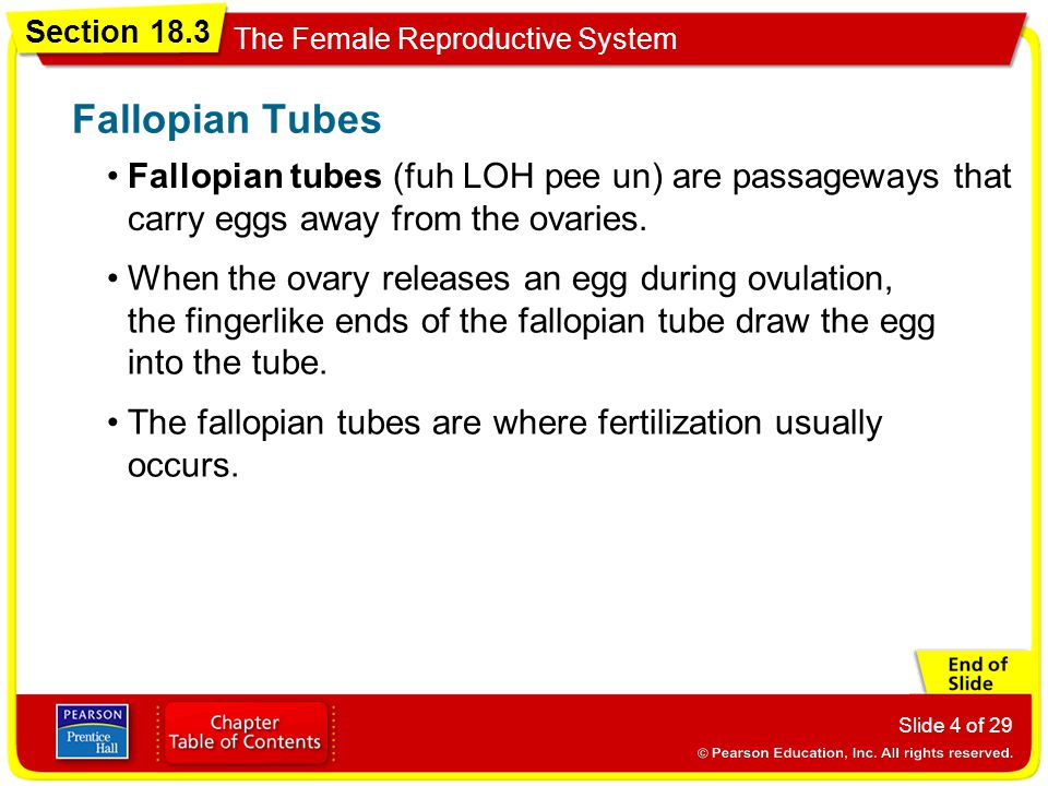 Fallopian Tubes Fallopian tubes (fuh LOH pee un) are passageways that carry eggs away from the ovaries.
