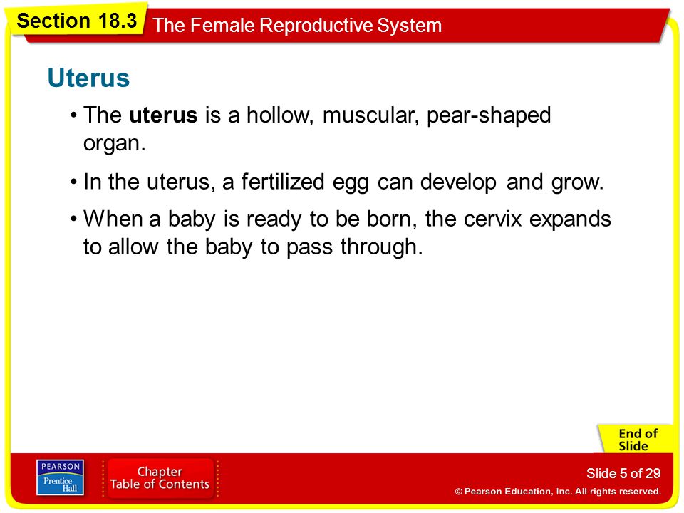 Uterus The uterus is a hollow, muscular, pear-shaped organ.