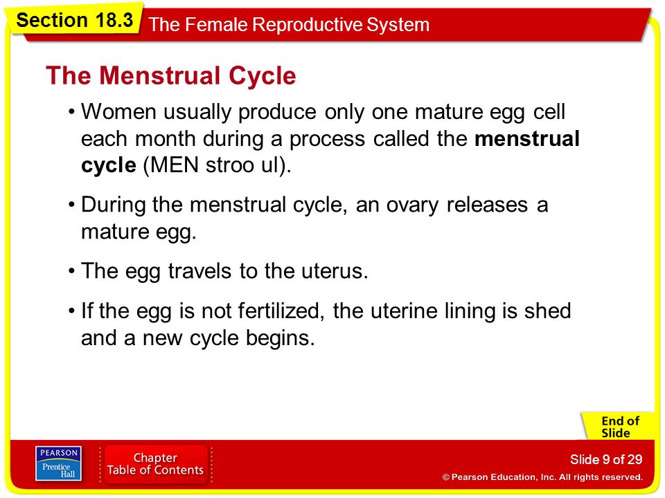 The Menstrual Cycle Women usually produce only one mature egg cell each month during a process called the menstrual cycle (MEN stroo ul).