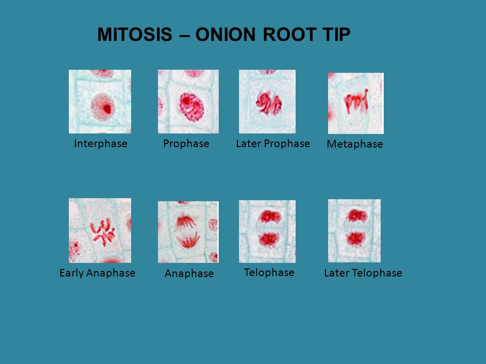 Mitosis Review Meiosis Lesson Ppt Download