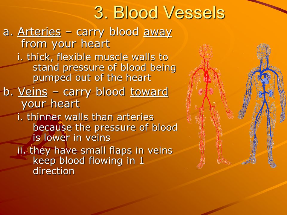 3. Blood Vessels a. Arteries – carry blood away from your heart