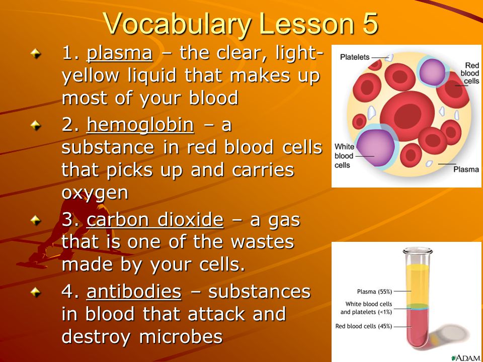 Vocabulary Lesson 5 1. plasma – the clear, light-yellow liquid that makes up most of your blood.