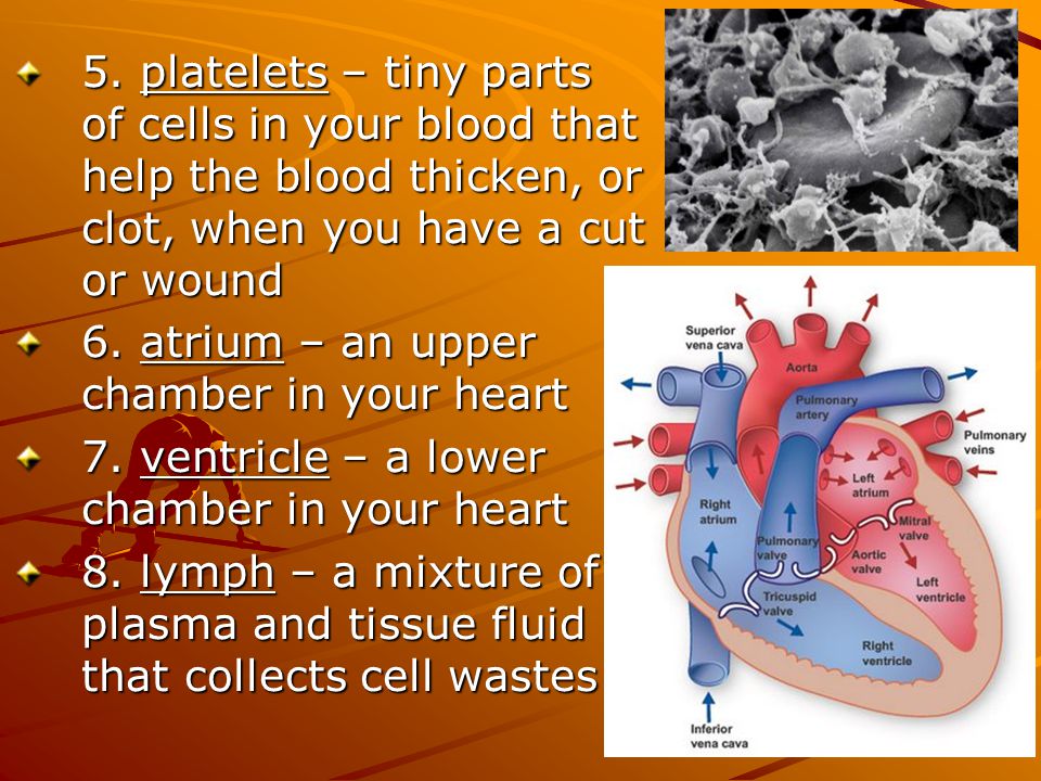 5. platelets – tiny parts of cells in your blood that help the blood thicken, or clot, when you have a cut or wound