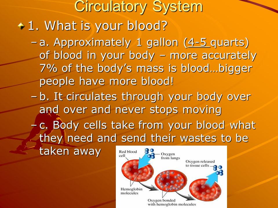 Circulatory System 1. What is your blood