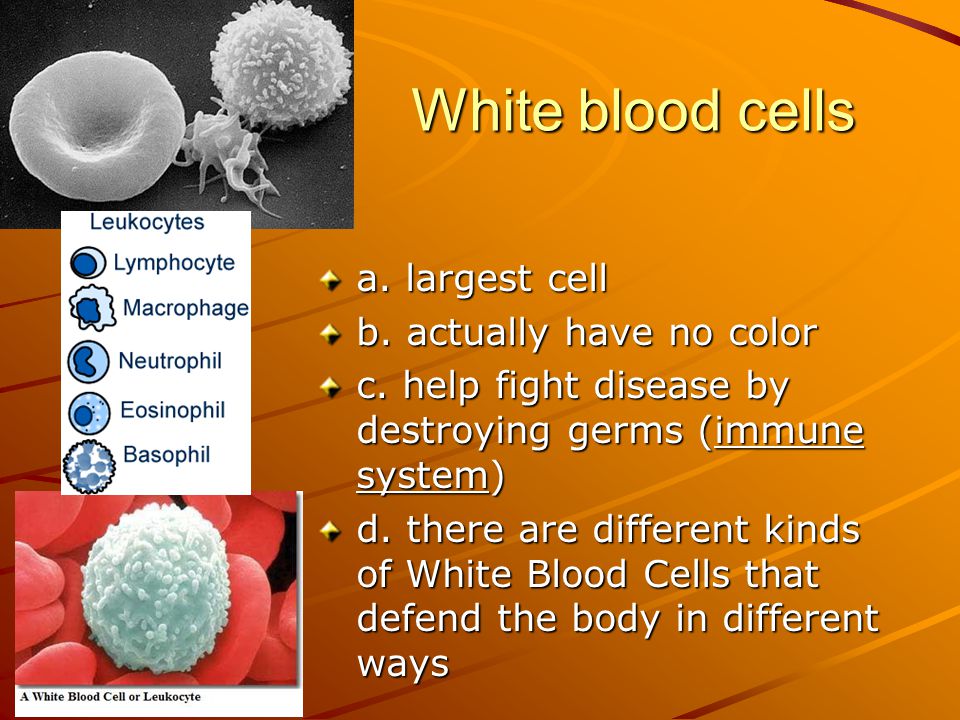 White blood cells a. largest cell b. actually have no color