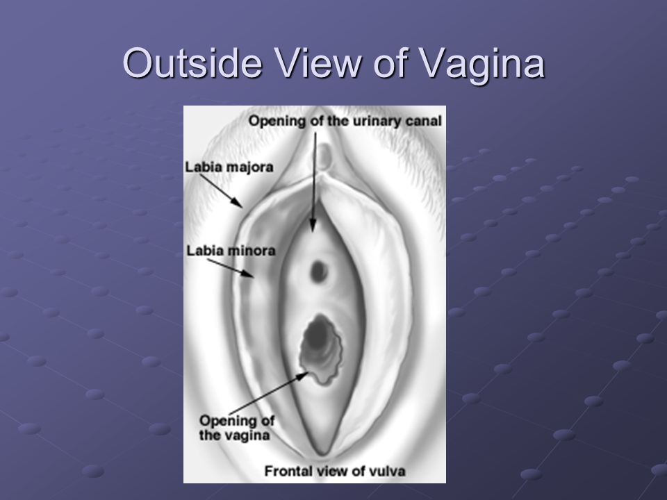 Outside View of Vagina