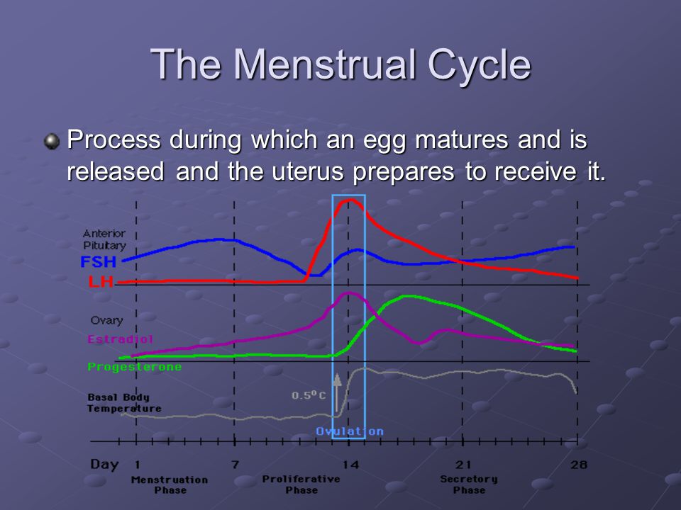 The Menstrual Cycle Process during which an egg matures and is released and the uterus prepares to receive it.