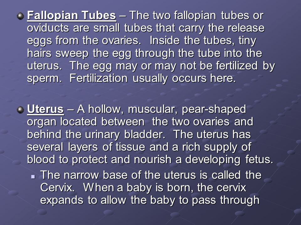 Fallopian Tubes – The two fallopian tubes or oviducts are small tubes that carry the release eggs from the ovaries. Inside the tubes, tiny hairs sweep the egg through the tube into the uterus. The egg may or may not be fertilized by sperm. Fertilization usually occurs here.