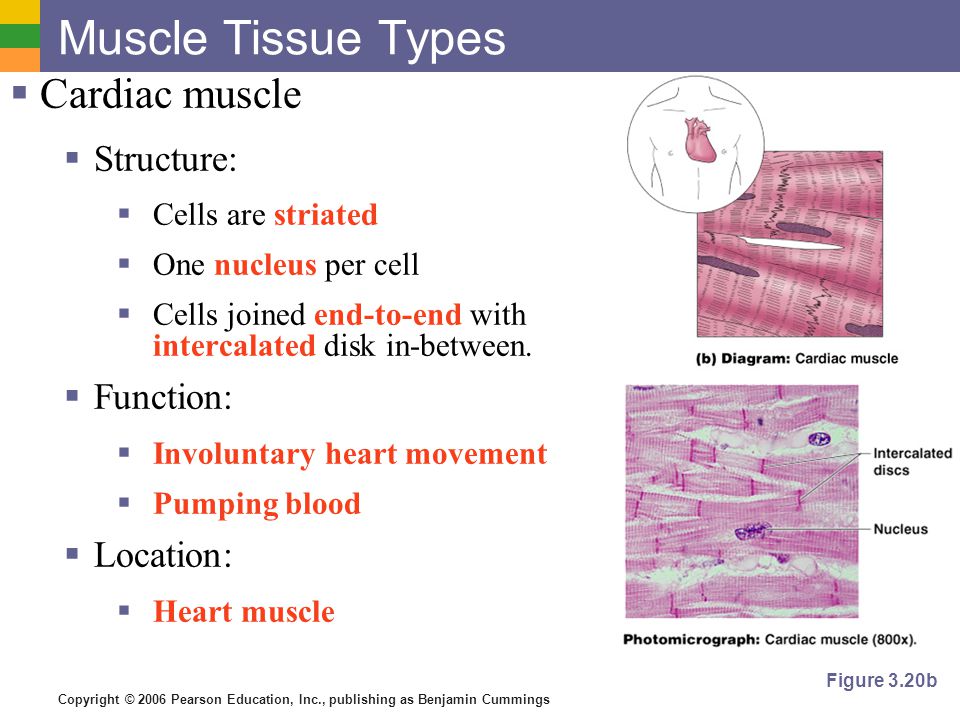 pic Cardiac Muscle Cells Structure muscle tissue function is to produce