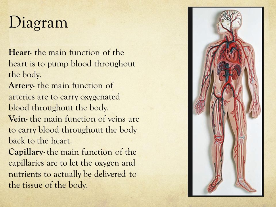 Diagram Heart- the main function of the heart is to pump blood throughout the body.