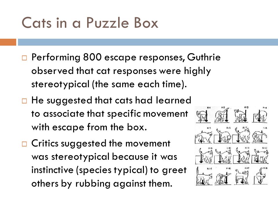 Chapter 13 Four Neobehaviorist Psychologists Ppt Video Online