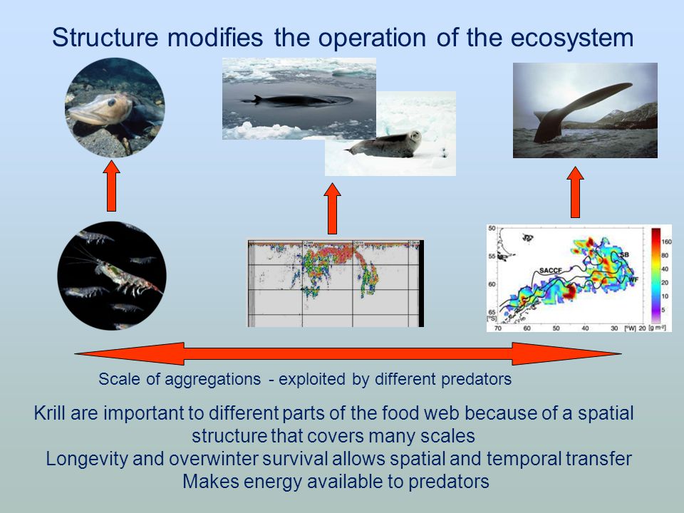 Structure modifies the operation of the ecosystem