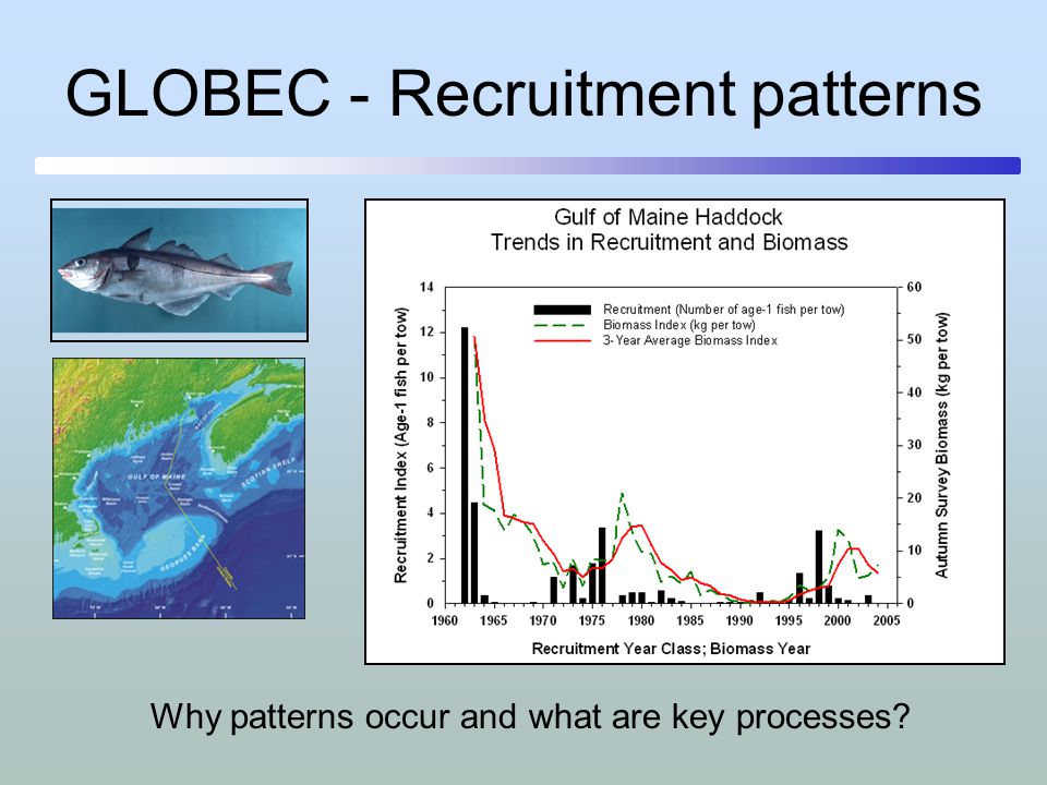 GLOBEC - Recruitment patterns