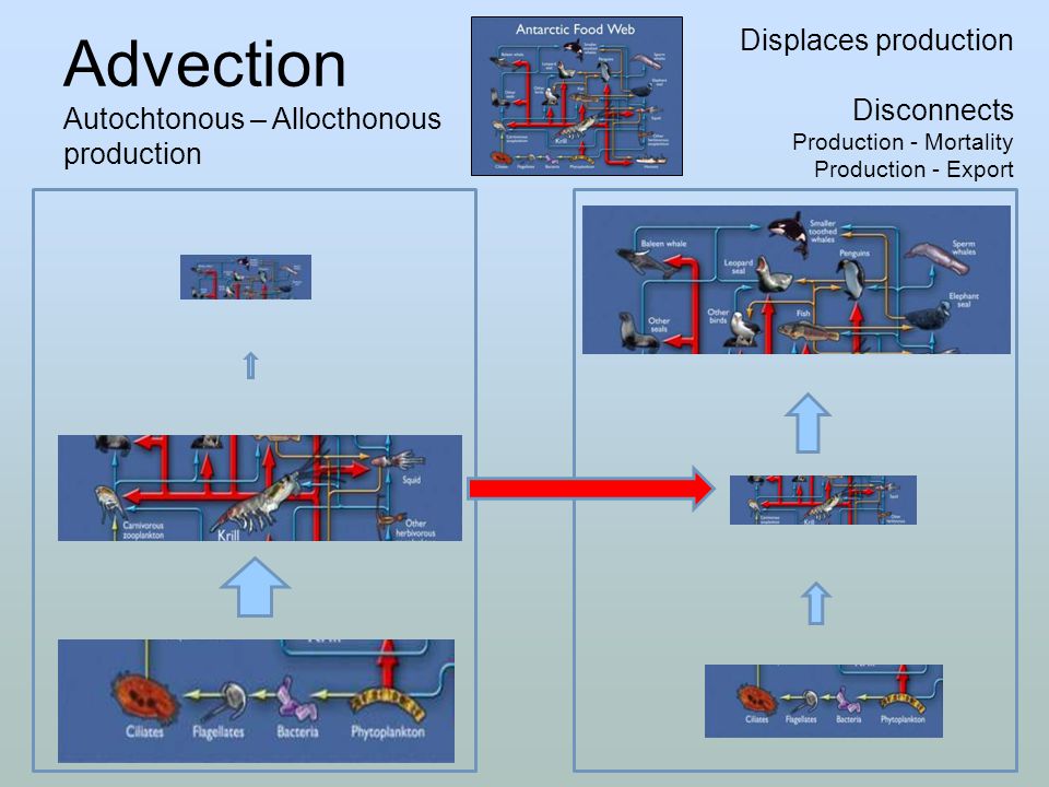 Advection Autochtonous – Allocthonous production