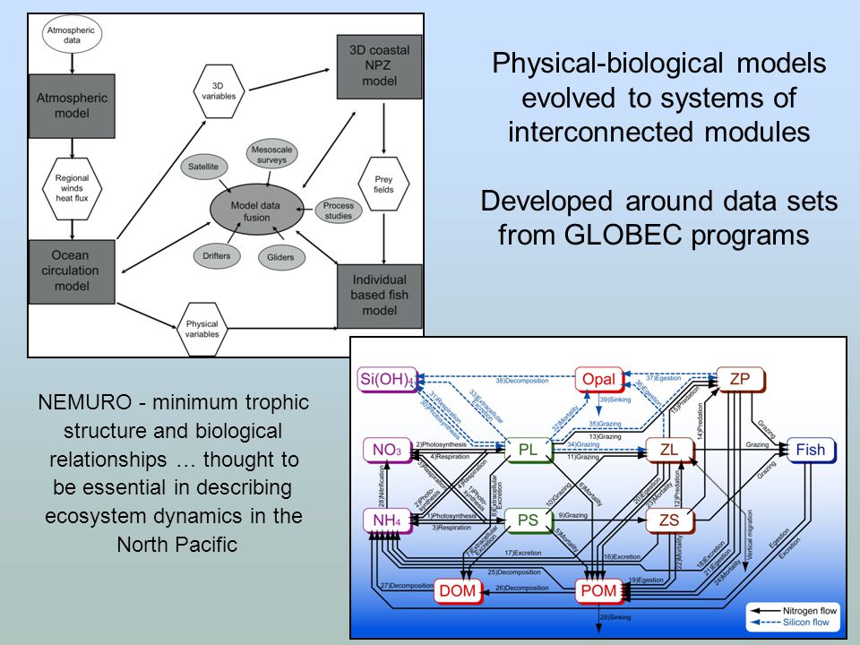Physical-biological models evolved to systems of