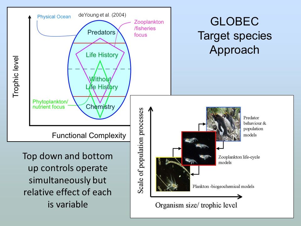 GLOBEC Target species Approach